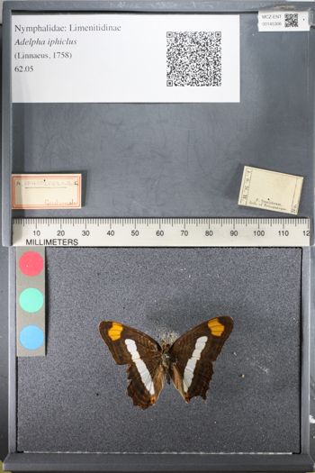 Media type: image;   Entomology 145306